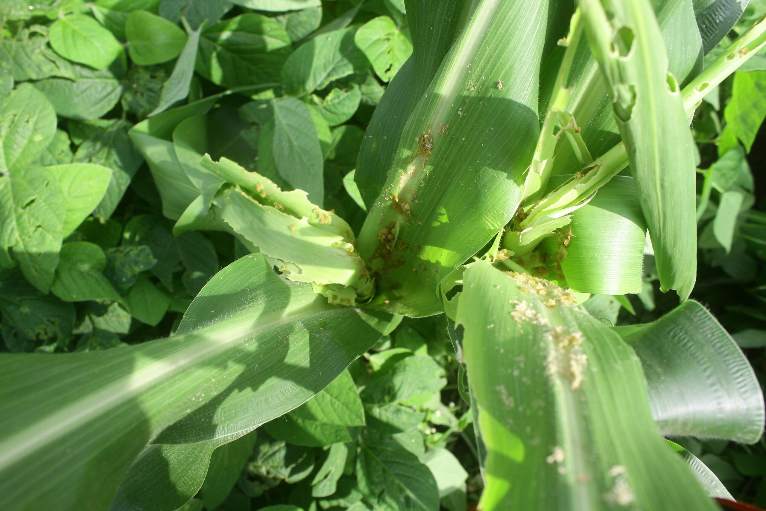 Nyirogongo: RIA-AGRIKIVU s’inquiète de la ménance du maïs par la chenille légionnaire, en  groupement Munigi