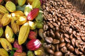 Nord-kivu:l’ONAPAC lance la campagne du café-cacao 2022-2023 à travers la province