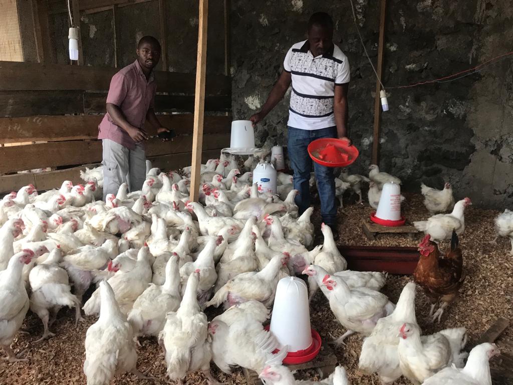 Goma: Joseph Kyowire, cet éleveur des poules qui procure du travail aux jeunes désœuvrés
