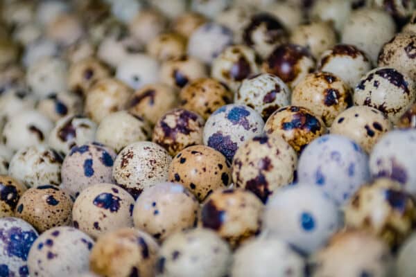 Santé: Les œufs des cailles, une denrée aux vertus à expérimenter