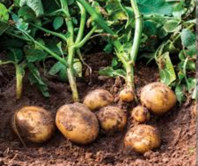 Agriculture : A la découverte de la culture de la Pomme de terre