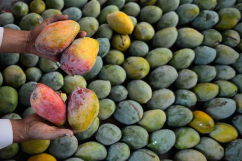 Santé: Découvrez ces 5 principaux avantages de la mangue pour la vie humaine (Etude)