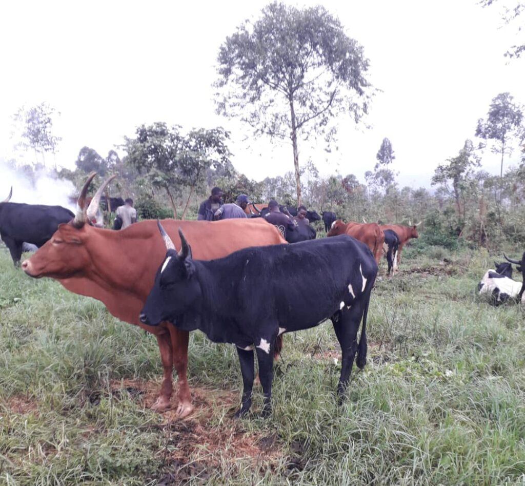 Nord-Kivu : Au moins 8 vaches volées et abattues dans le Nyiragongo