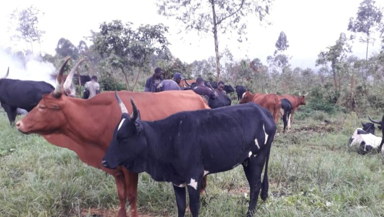 Nord-Kivu : Au moins 8 vaches volées et abattues dans le Nyiragongo