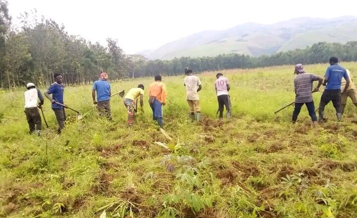 Rutshuru: La guerre du M23 impacte négativement le secteur de l’agriculture en Groupement de Binza