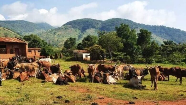 NYIRAGONGO : 4 Vaches tuées par un  militaire  FARDC à KISHEKE (Éleveurs)