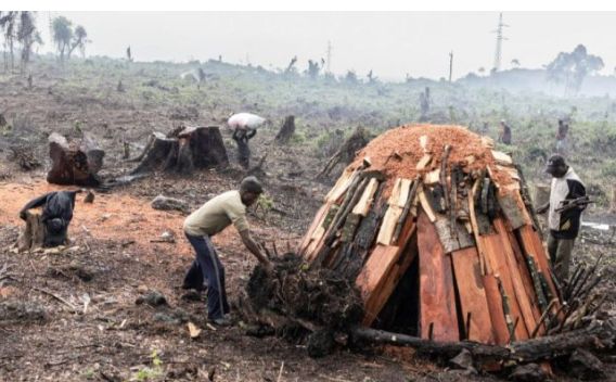 Nord-Kivu : Les groupes armés impliqués  dans la dévastation de l’espace vert du PNVI(ADEDHO)