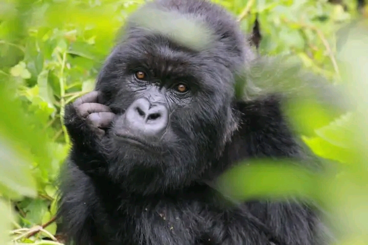 Nord-Kivu: Le Parc national des Virunga fête son 99ième anniversaire dans un paroxysme insécuritaire